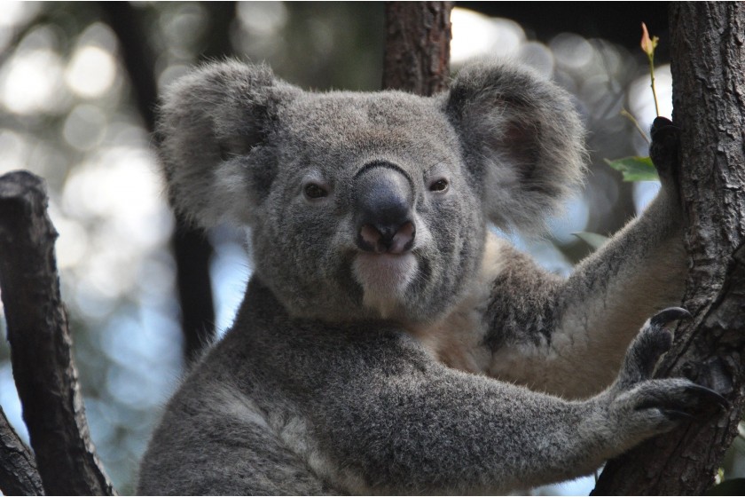 La reconnaissance faciale à la rescousse des koalas