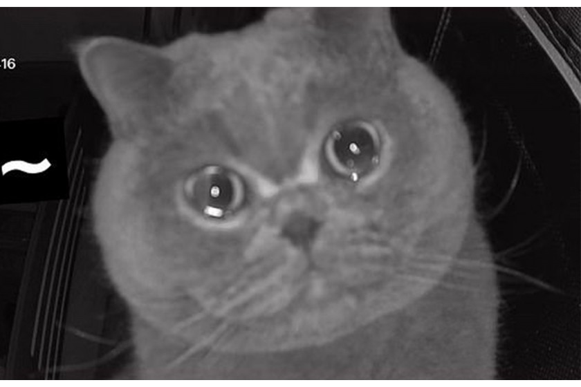 Ce chat pleure devant la caméra de surveillance à cause de l'absence de sa maîtresse