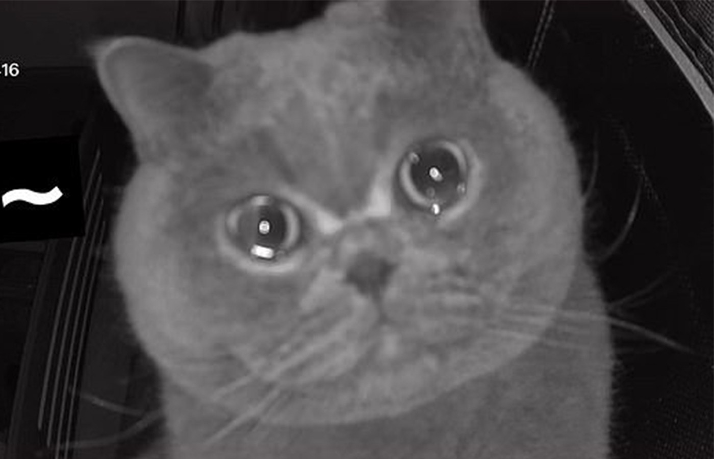 Ce chat pleure devant la caméra de surveillance à cause de l'absence de sa maîtresse